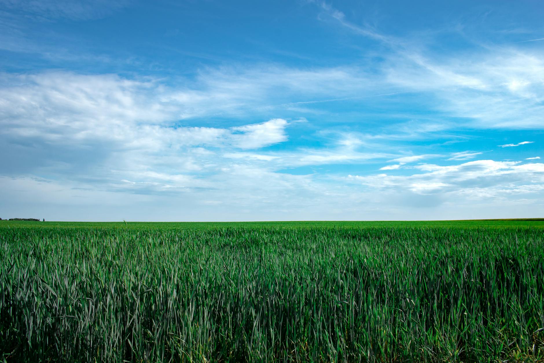 Işık bulutlarla canlı mavi gökyüzüyle buluşan yeşil bir tarlanın geniş manzarası. - sürdürülebilir tarım