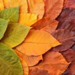 yapraklar, serin arka planlar, mac duvar kağıdı, 4k duvar kağıdı, yeşillik, 4k duvar kağıdı, ücretsiz duvar kağıdı, masaüstü arka planları, güzel duvar kağıdı, dizüstü bilgisayar duvar kağıdı, sonbahar, hd duvar kağıdı, dönüşüm, tam hd duvar kağıdı, windows duvar kağıdı, ücretsiz arka plan, hd duvar kağıdı, kiraz ağacı, renkli, arka plan, 4k duvar kağıdı 1920x1080, doğa - 2025 SEO Kuralları